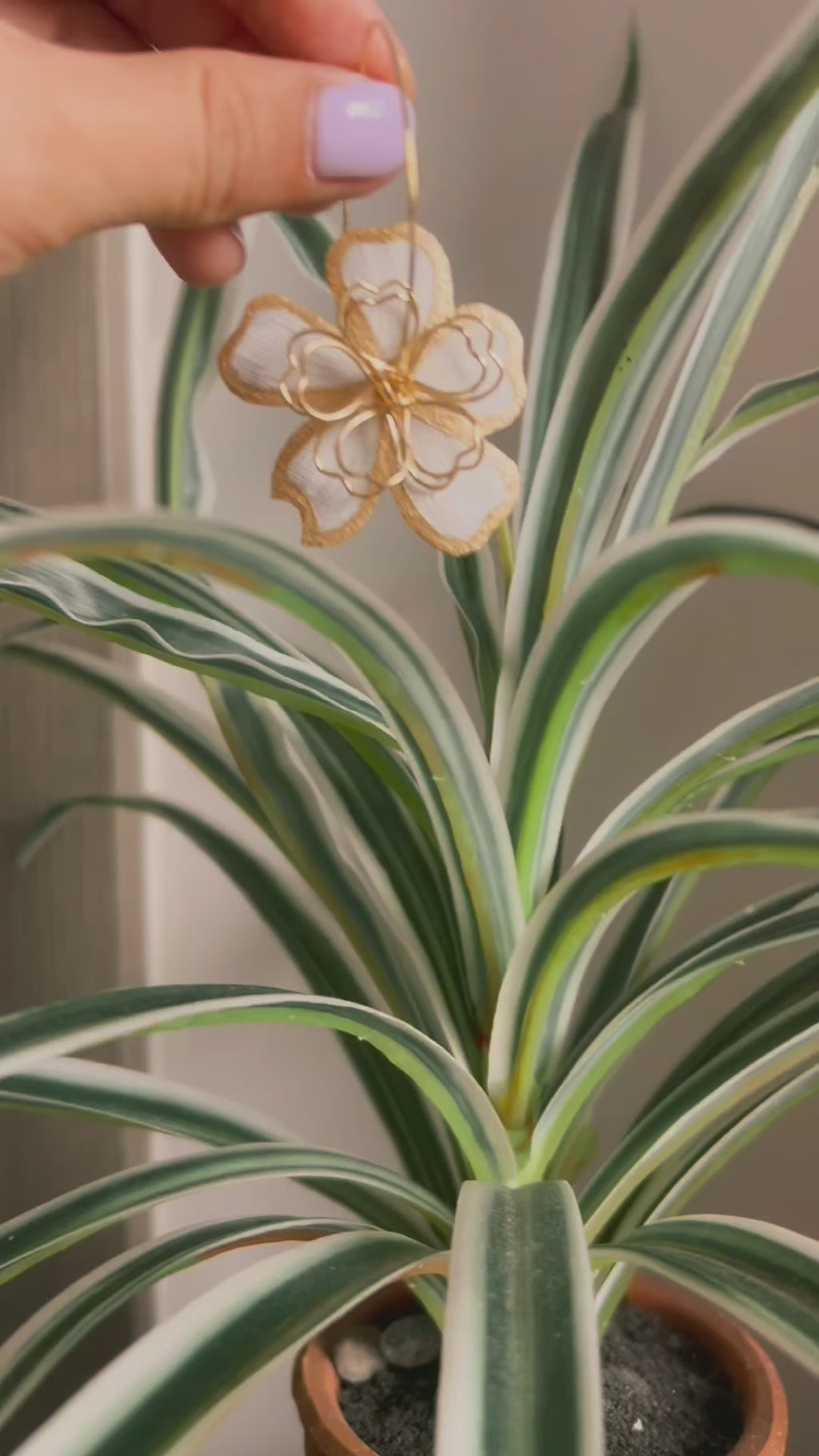 White Daisy Garden Bloom