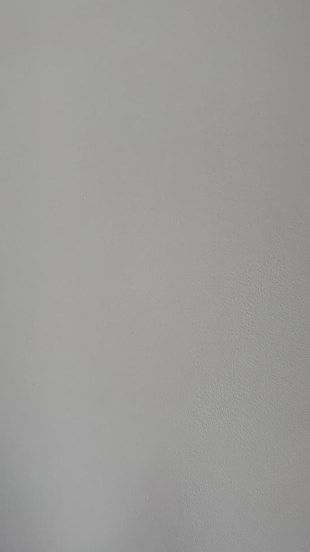 Daisy Matcha Alashan